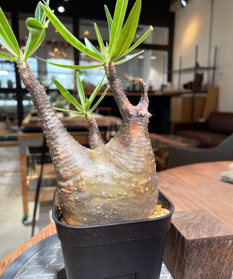 パキポディウム グラキリス　Pachypodium gracilius 　発根済　(gk-381)