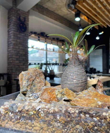 パキポディウム グラキリス　Pachypodium gracilius 　発根済　(gk-554)