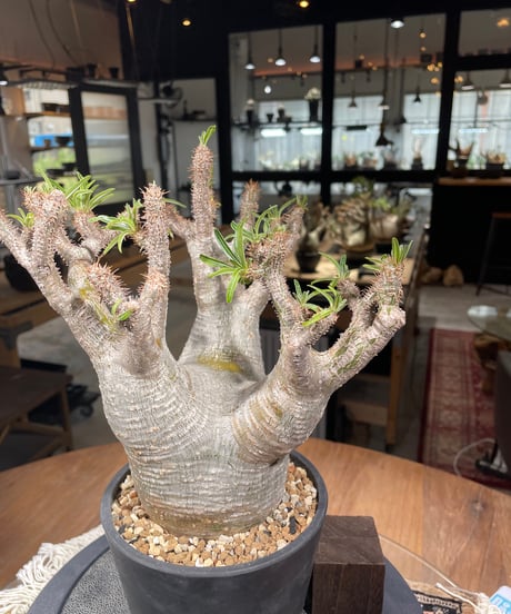 パキポディウム グラキリス　Pachypodium gracilius 　発根済　(gk-303)
