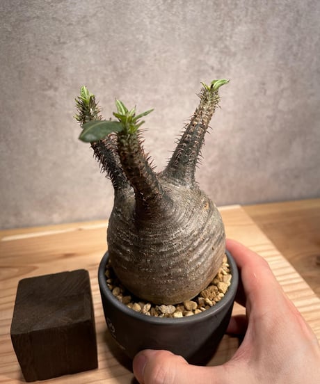 パキポディウム グラキリス　Pachypodium gracilius 　発根済　(商品番号gk-55valiem)  VALIEM 　BOWL　sizeS　(VALIEMタグ付き)
