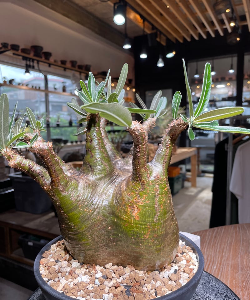 パキポディウム グラキリス Pachypodium gracilius 発根済 (gk-53