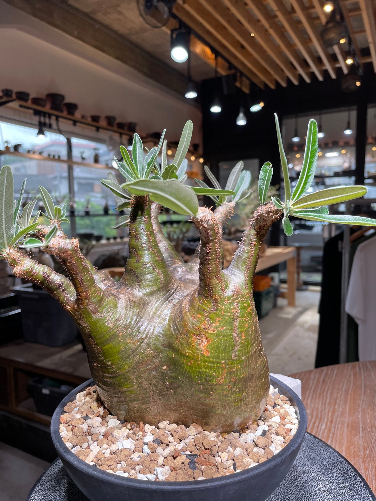 パキポディウム グラキリス Pachypodium gracilius 発根済 (gk-53