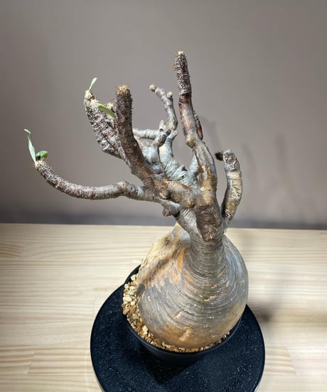 パキポディウム グラキリス　Pachypodium gracilius 　発根済　(商品番号gk-118)