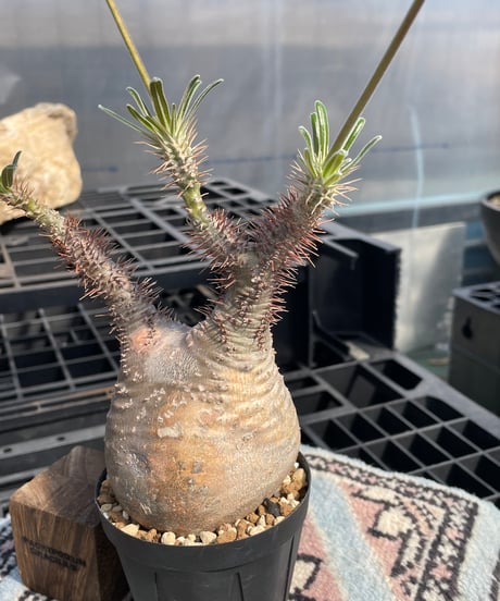 パキポディウム グラキリス　Pachypodium gracilius 　発根済　(gk-415)