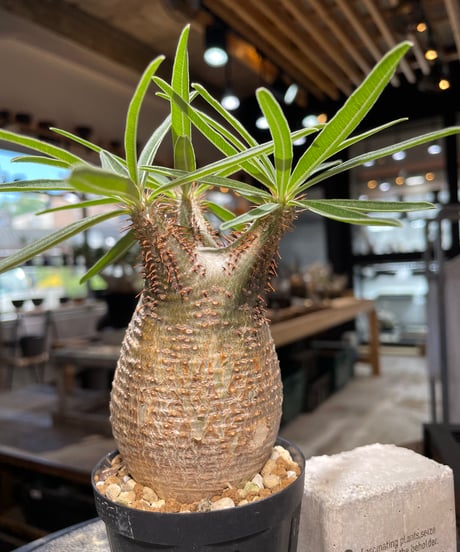 パキポディウム グラキリス　Pachypodium gracilius 　発根済　(gk-500）