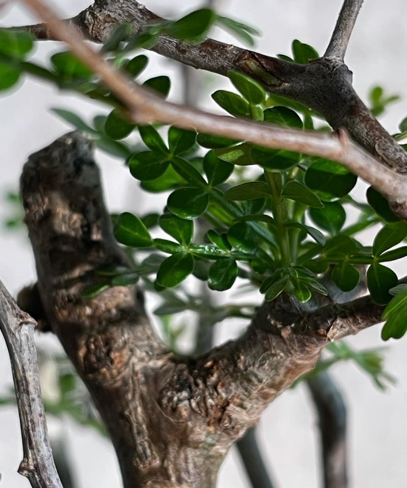 オペルクリカリア パキプス／Operculicarya pachypus 発根済 (塊根幅