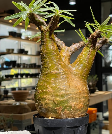 パキポディウム グラキリス　Pachypodium gracilius 　発根済　(gk-541)