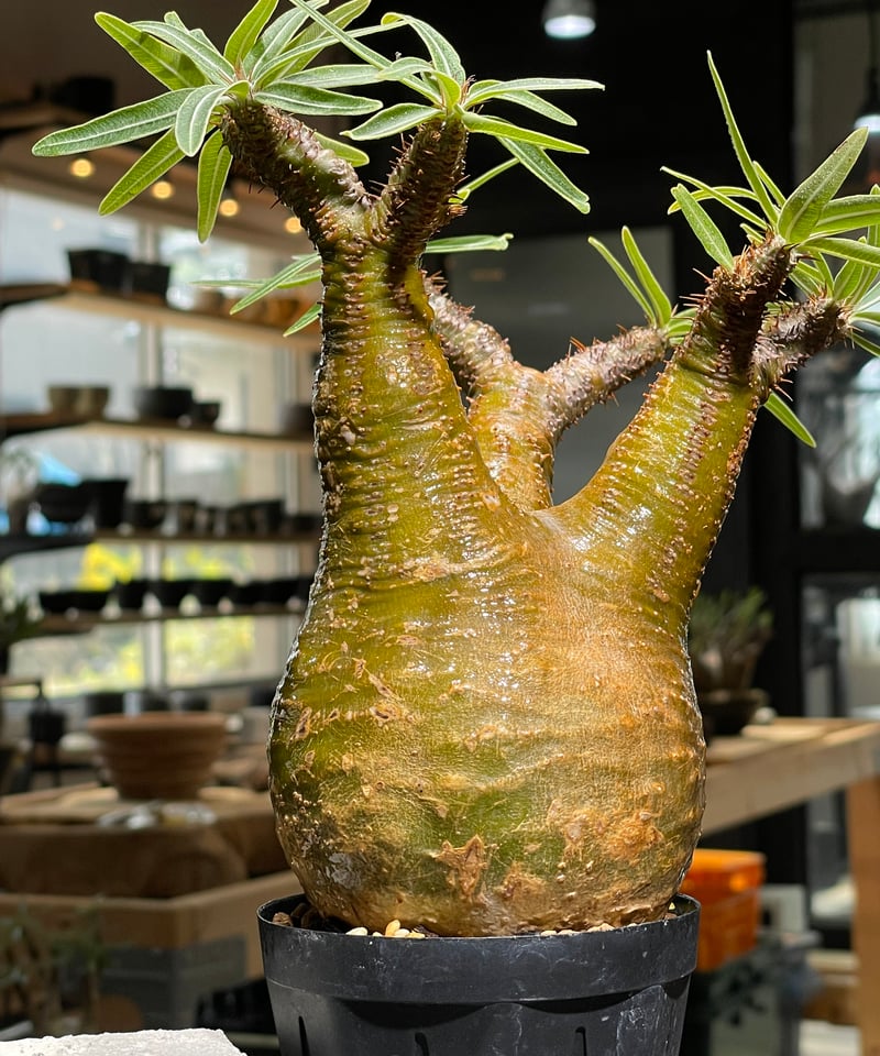 パキポディウム グラキリス Pachypodium gracilius 発根済 (gk-54