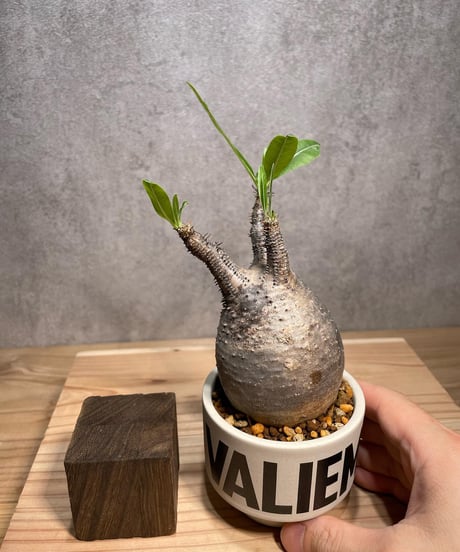 パキポディウム グラキリス　Pachypodium gracilius 　発根済　(商品番号gk-65valiem)  VALIEM 　(VALIEMタグ付き)