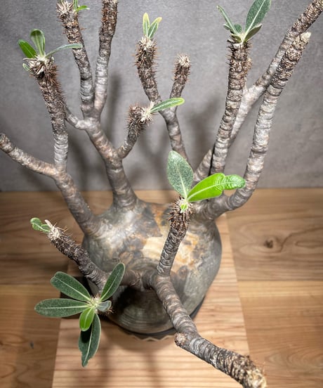 パキポディウム グラキリス　Pachypodium gracilius 　発根済　(商品番号gk-70valiem)  VALIEM 　(VALIEMタグ付き)