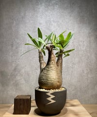 パキポディウム グラキリス　Pachypodium gracilius 　発根済　(商品番号gk-71valiem)  VALIEM 　(VALIEMタグ付き)