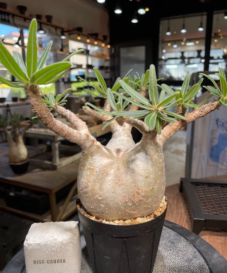 パキポディウム グラキリス　Pachypodium gracilius 　発根済　(gk-508）