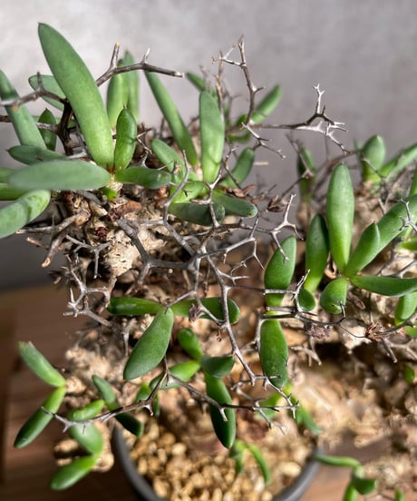 チレコドン レティキュラータス　Tylecodon reticulatus　万物想 　発根済　(商品番号cr-14valiem)VALIEM 　BLOCK　sizeM　(VALIEM巾着、タグ付き)
