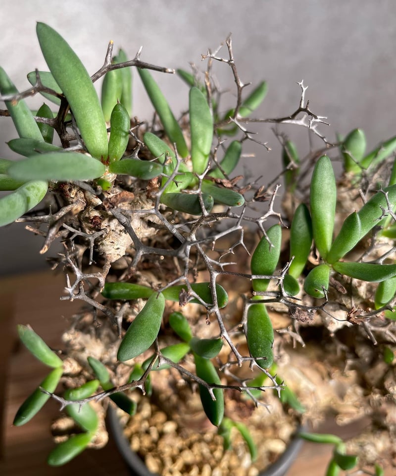 チレコドン レティキュラータス Tylecodon reticulatus 万物想 チレコドン レティキュラータス Tylecodon reticulatus 万物想