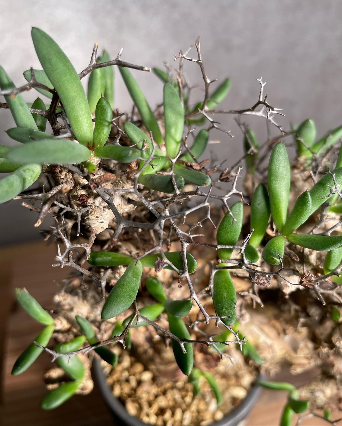 チレコドン レティキュラータス Tylecodon reticulatus 万物想 発根済