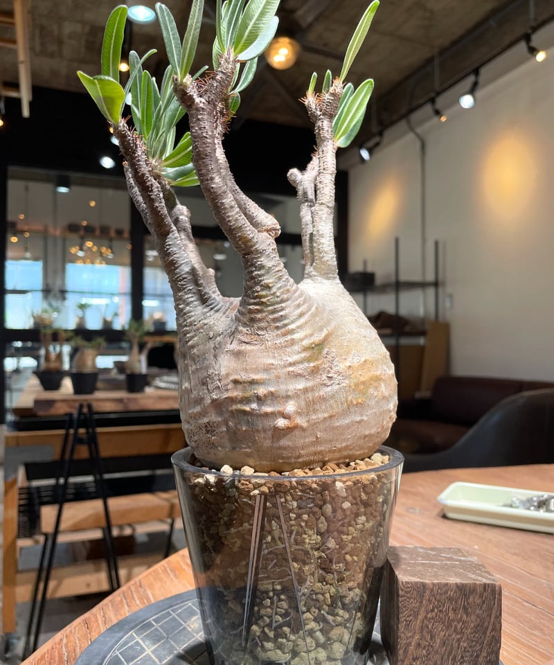 パキポディウム グラキリス Pachypodium gracilius 発根済 (gk-40