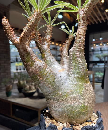 パキポディウム グラキリス　Pachypodium gracilius 　発根済　(gk-469) 鉢：dip