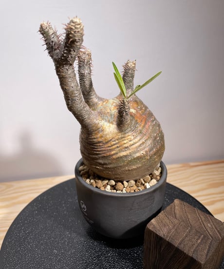 パキポディウム グラキリス　Pachypodium gracilius 　発根済　(商品番号gk-127valiem)VALIEM  (VALIEMタグ付き)