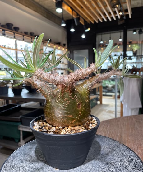 パキポディウム グラキリス　Pachypodium gracilius 　発根済　(gk-556)