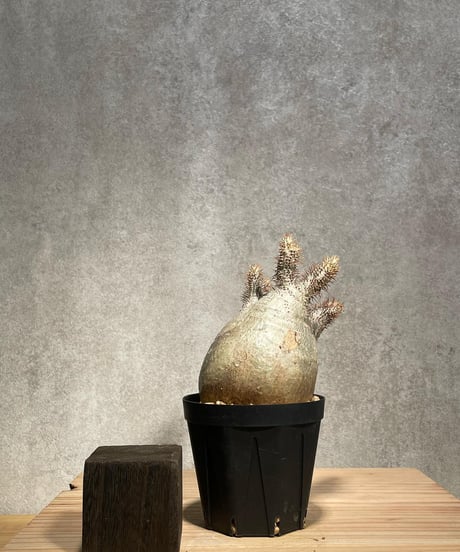 パキポディウム グラキリス　Pachypodium gracilius 　発根済　(商品番号gk-35)