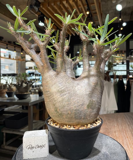 パキポディウム グラキリス　Pachypodium gracilius 　発根済　(gk-562)