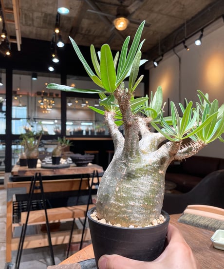 パキポディウム グラキリス　Pachypodium gracilius 　発根済　(gk-396)