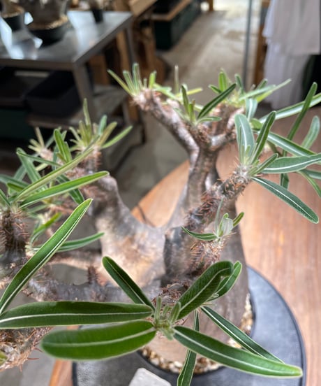 パキポディウム グラキリス　Pachypodium gracilius 　発根済　(gk-562)