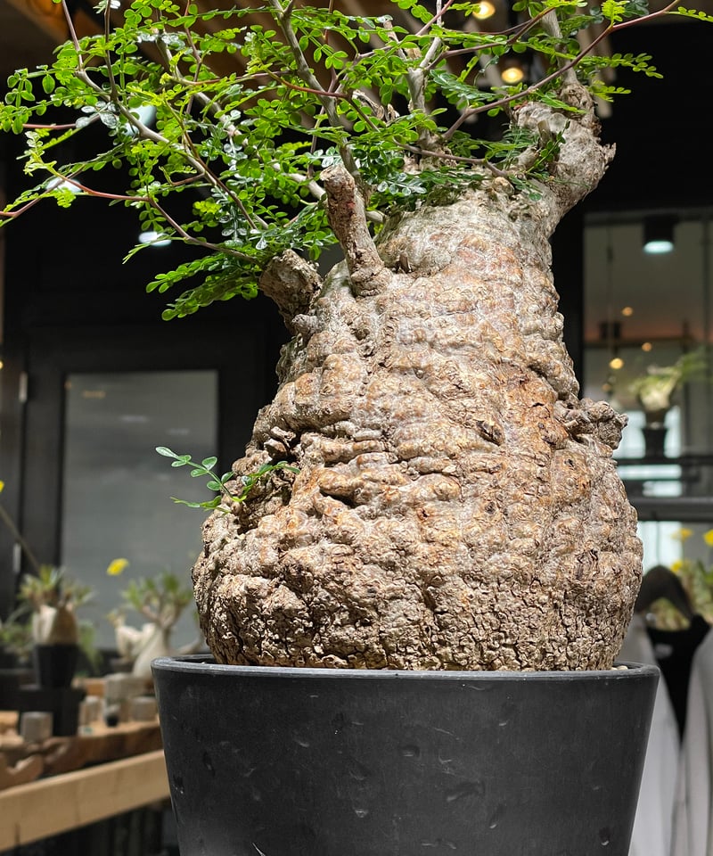 オペルクリカリア パキプス／Operculicarya pachypus 発根済 (商品番号P