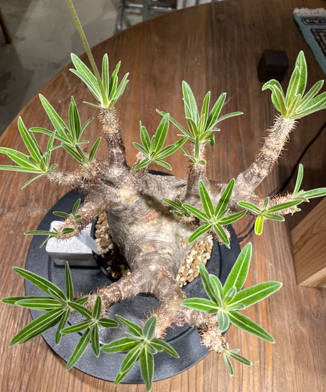 パキポディウム グラキリス　Pachypodium gracilius 　発根済　(gk-442）