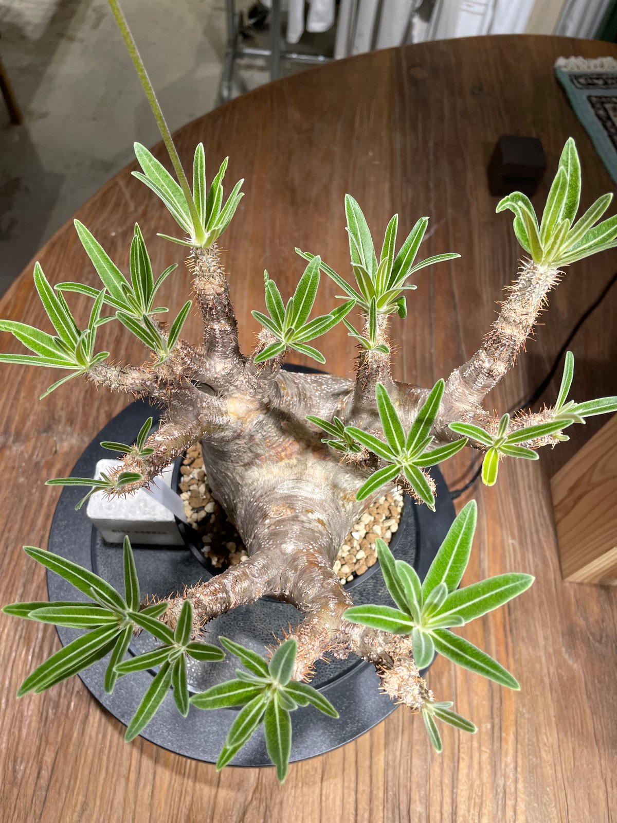 200粒種子パキポディウム・グラキリスPachypodium gracilius 楽天市場】【種子20粒】パキポディウムグラキリス Pachypodium