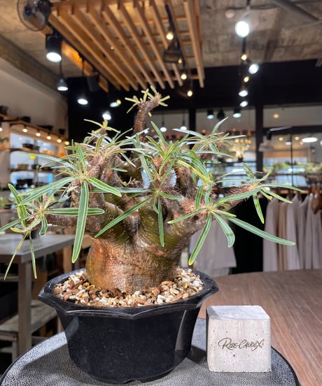 パキポディウム グラキリス　Pachypodium gracilius 　発根済　(gk-569)