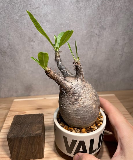 パキポディウム グラキリス　Pachypodium gracilius 　発根済　(商品番号gk-65valiem)  VALIEM 　(VALIEMタグ付き)