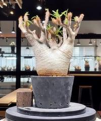 パキポディウム グラキリス　Pachypodium gracilius 　発根済　(gk-303)