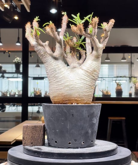CATEGORY Pachypodium gracilius(パキポディウム グラキリス) |