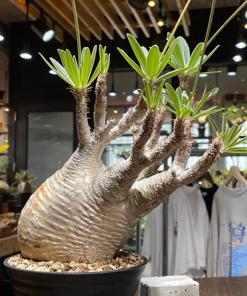 パキポディウム　グラキリス パキポディウム グラキリス Pachypodium gracilius 発根済 (gk-44