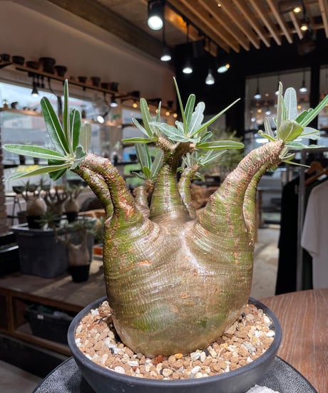 パキポディウム グラキリス　Pachypodium gracilius 　発根済　(gk-535)