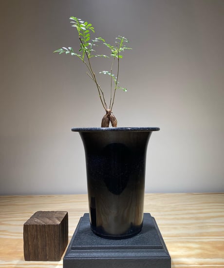 CATEGORY Operculicarya pachypus(オペルクリカリア パキプス)