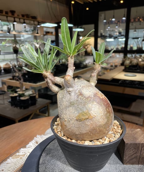 パキポディウム グラキリス　Pachypodium gracilius 　発根済　(gk-223)