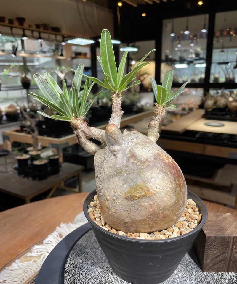 パキポディウム グラキリス Pachypodium gracilius 発根済 (gk-22