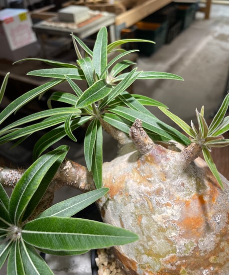 パキポディウム グラキリス　Pachypodium gracilius 　発根済　(gk-497）