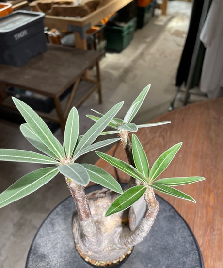 パキポディウム グラキリス　Pachypodium gracilius 　発根済　(gk-525）