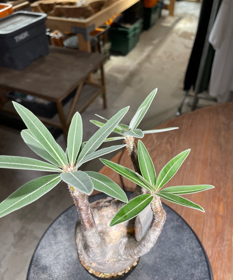 パキポディウム グラキリス Pachypodium gracilius 発根済 (gk-52