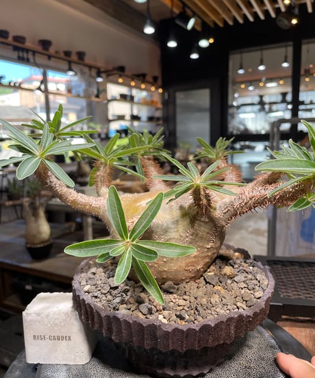 パキポディウム グラキリス　Pachypodium gracilius 　発根済　(gk-509kuniaki matsui）