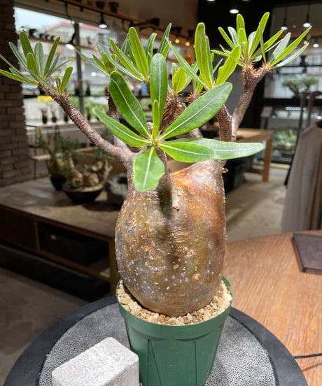 パキポディウム グラキリス　Pachypodium gracilius 　発根済　(gk-465)