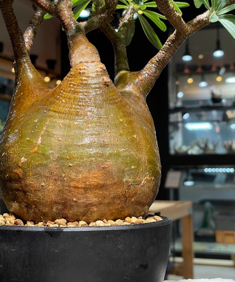 パキポディウム グラキリス Pachypodium gracilius 発根済 (gk-51