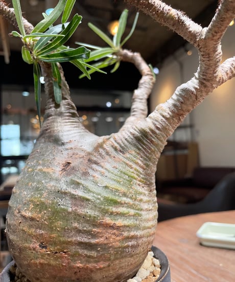 パキポディウム グラキリス　Pachypodium gracilius 　発根済　(gk-412valiem) ACT4 GLUTTONY Mサイズ