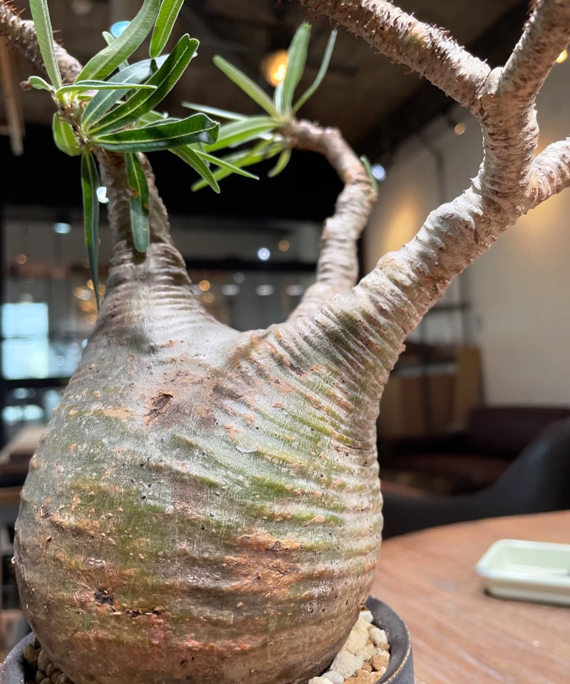 パキポディウム グラキリス 輸入4年目 発根済み 【公式通販】