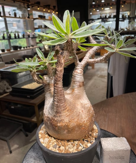 パキポディウム グラキリス　Pachypodium gracilius 　発根済　(gk-520）