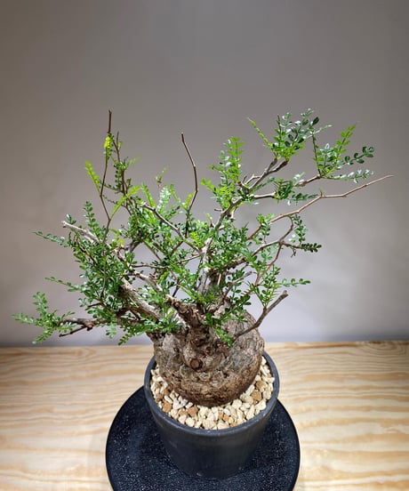 オペルクリカリア パキプス／Operculicarya pachypus　発根済　(商品番号PP-67)