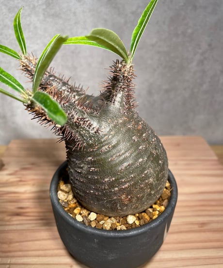 パキポディウム グラキリス　Pachypodium gracilius 　発根済　(商品番号gk-30valiem)  VALIEM 　BOWL　sizeS　(VALIEM巾着、タグ付き)